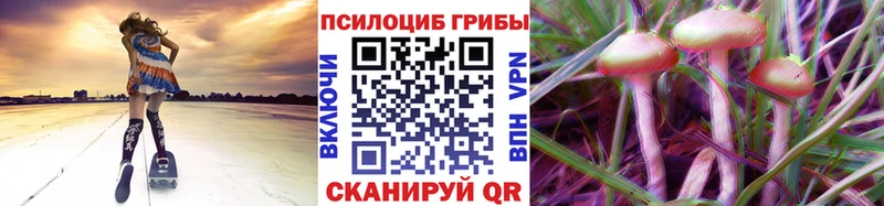 наркотики  Котельнич  Галлюциногенные грибы Psilocybe 